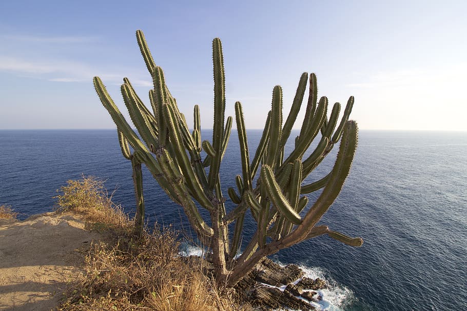 cactus, ocean, pacific, huatulco, mexico, water, sea, sky, beauty in nature, horizon over water