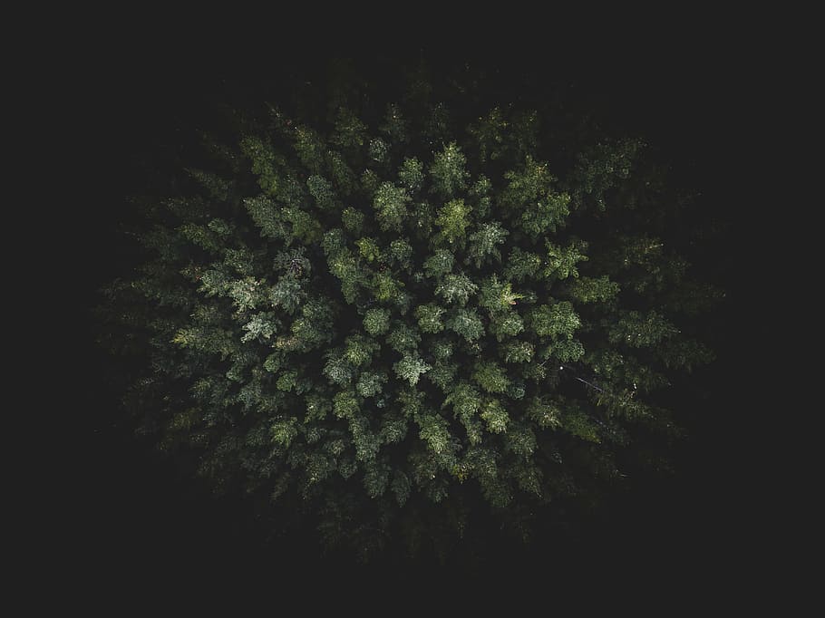 top, view, pine trees, dark, green, trees, plants, nature, aerial, forests