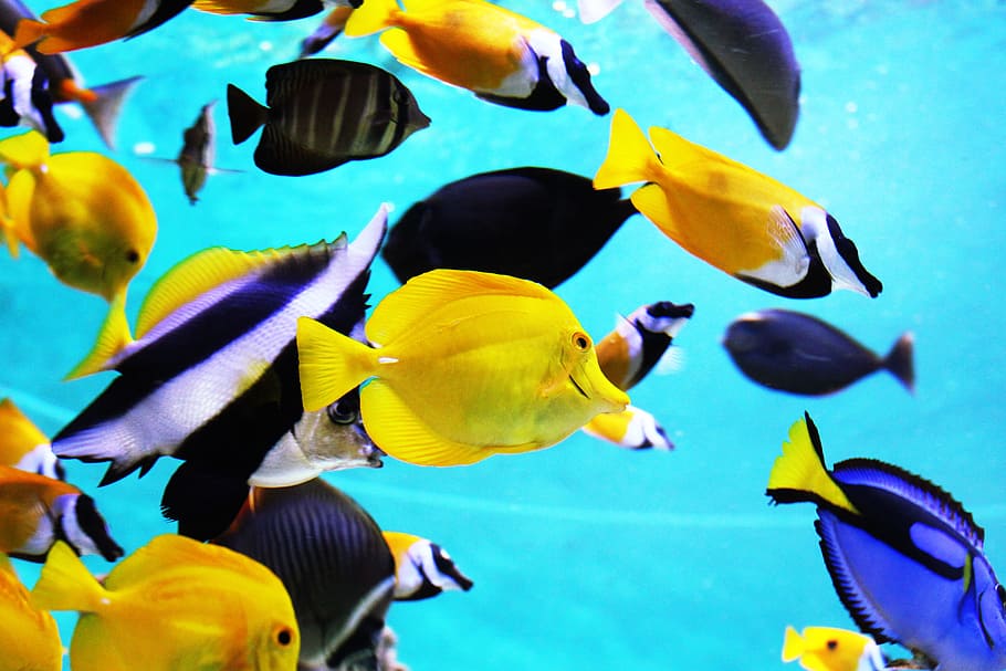 school, fish, water, Tropical Fish, Aquarium, blue, fish tank, sea, exotic fish, multi colored