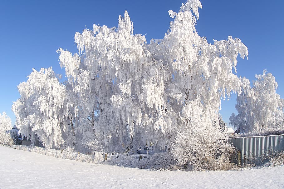 snow, winter, frost, cold, frozen tree, icy, ice, white, nature, outdoor