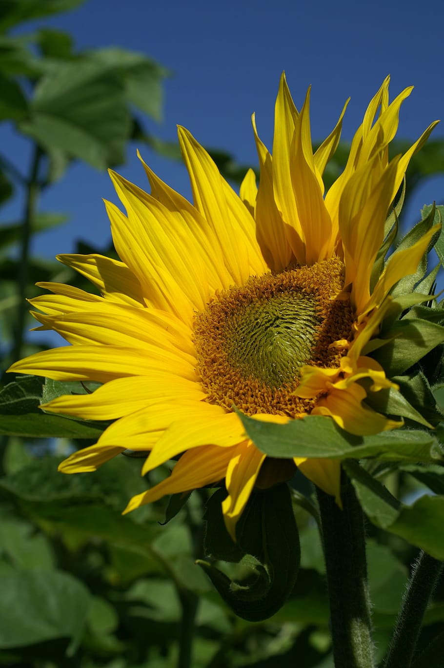 close-up photo, sunflower, summer, sun flower, plant, blue, flower, blossom, bloom, nature