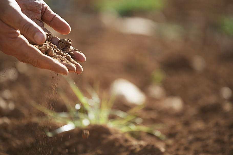 person, holding, grain, sand, soil, plant, earth, dirt, nature, agriculture