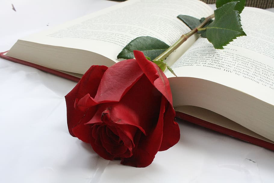 rosa, flor, livro, vermelho, palavras, publicação, papel, educação, planta com flor, página