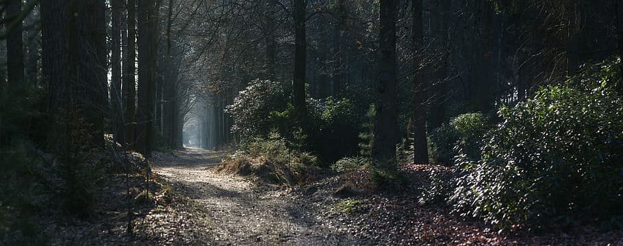 brown, trees, plants, panoramic, nature, wood, fog, tree, forest, path