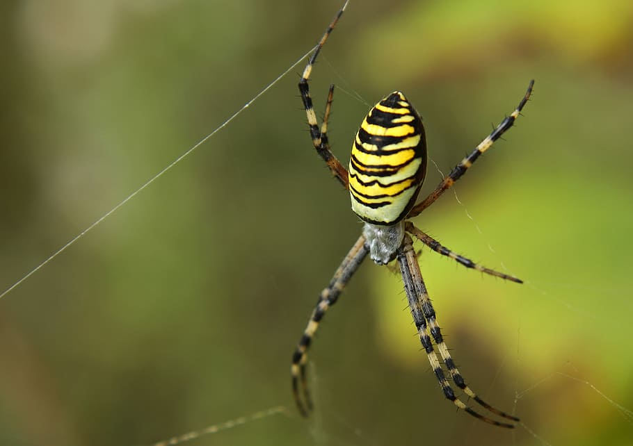 Spider, Network, Close, Nature, Cobweb, insect, macro, wasp spider, one animal, animal wildlife