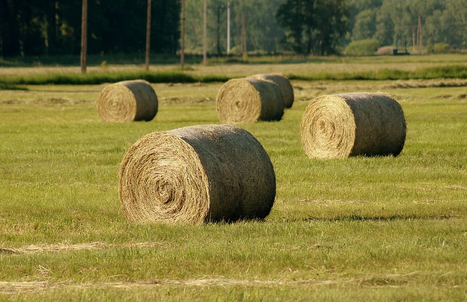 hay bale, hay, bales, landscape, field, village, agriculture, round, grass skoszona, bale