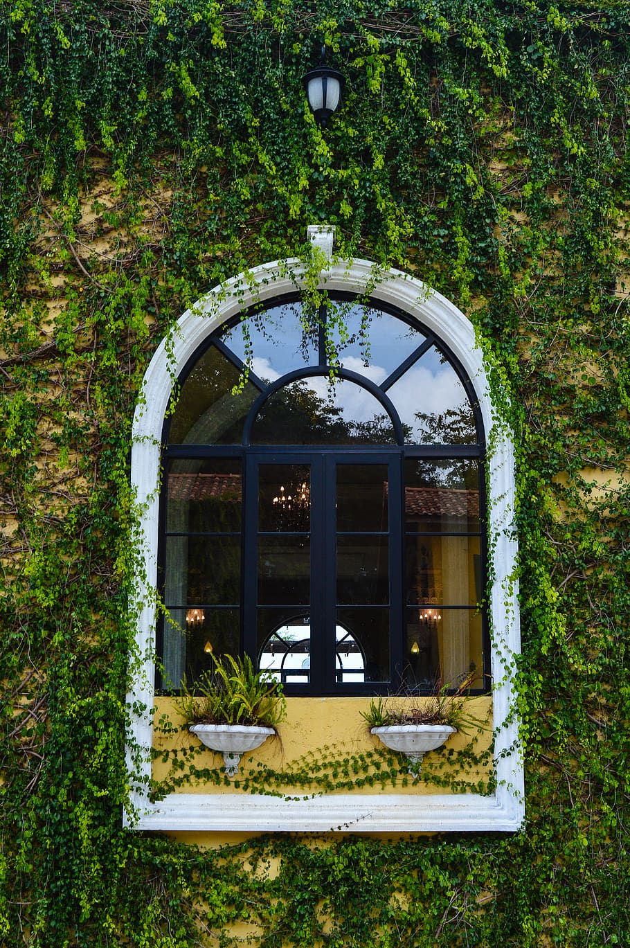 janela, hera, itália, fachada de, casa, uma rua antiga, janela vintage, plantas, jardinagem vertical, floricultura