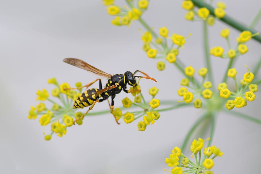 wasp, insect, flower, yellow, macro, forage, animal, invertebrate, animal themes, animal wildlife