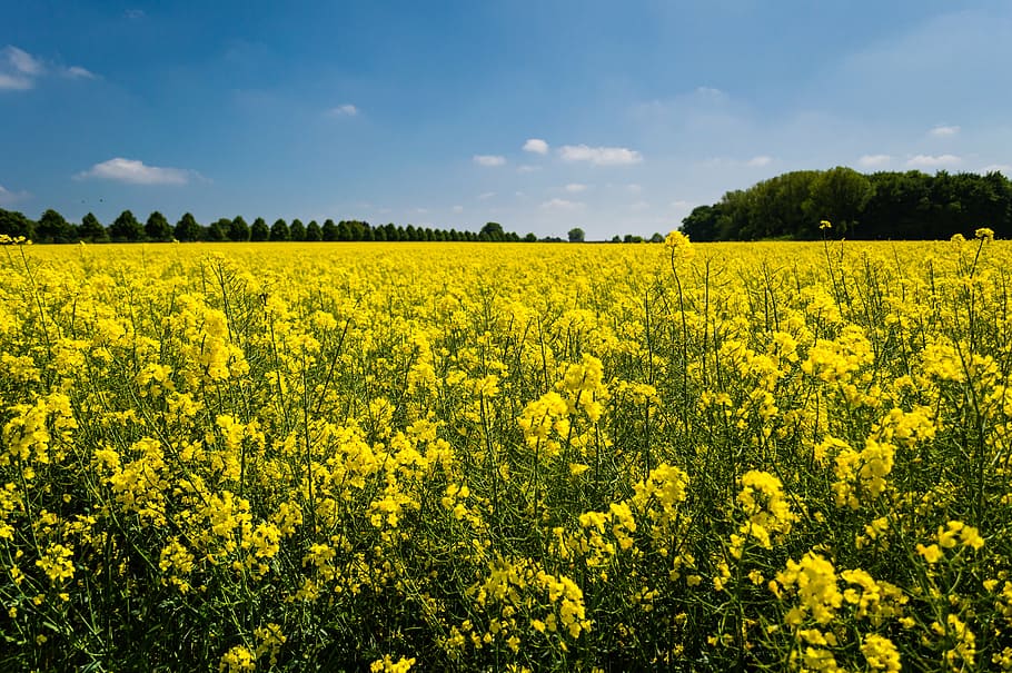 bed, yellow, petaled flowers, countryside, farm, field, flora, flowers, landscape, outdoors