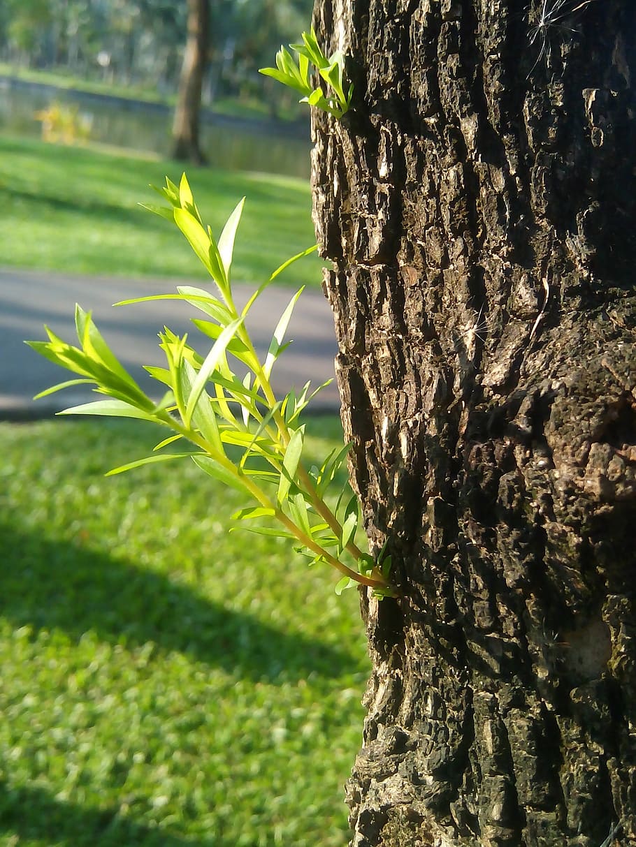 árbol, retoño, la cantidad de luz, planta, crecimiento, verde, refrescante,  naturaleza, corteza, brotes collins | Pxfuel