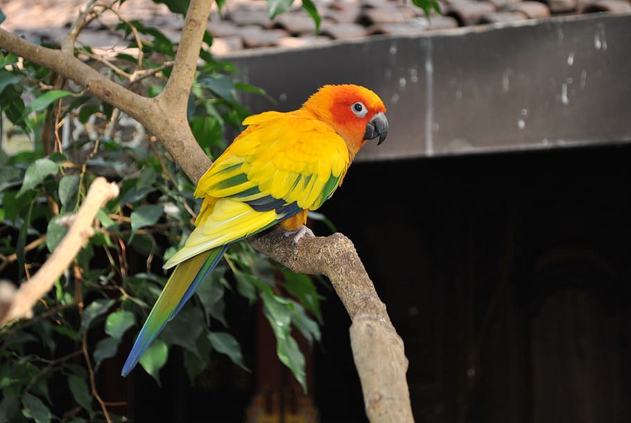 黄色 赤 緑 鳥 木 動物 熱帯 コニュア コガネメキシコインコ 羽 Pxfuel