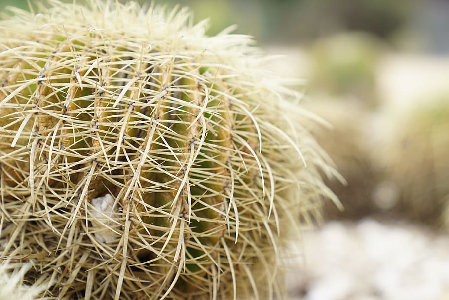 echinocgtus grusonii, cactus, spikes, thorn, beware, keep off, close-up, focus on foreground, succulent plant, plant