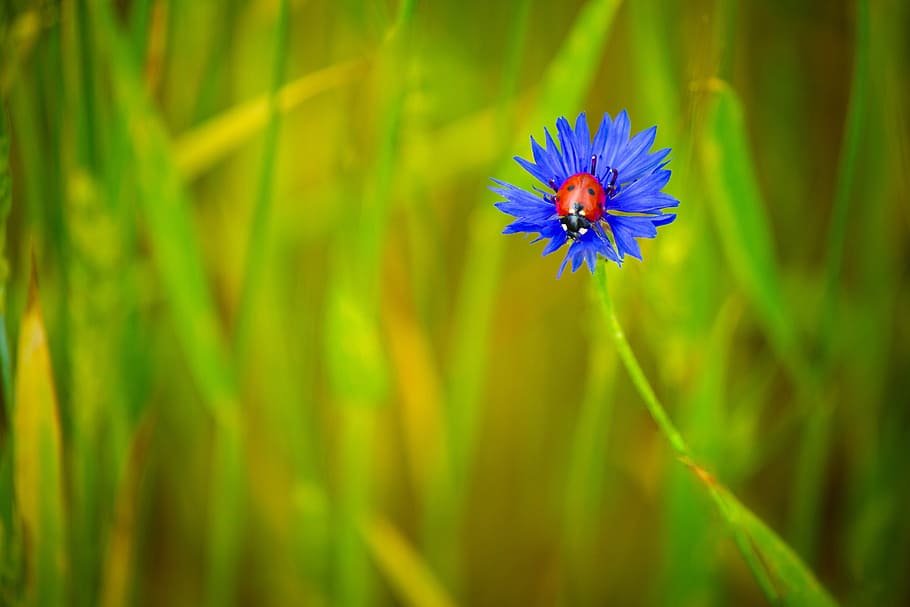 kumbang kecil, ungu, bunga, centaurea, biru, bunga biru, serangga, musim panas, mekar, alam
