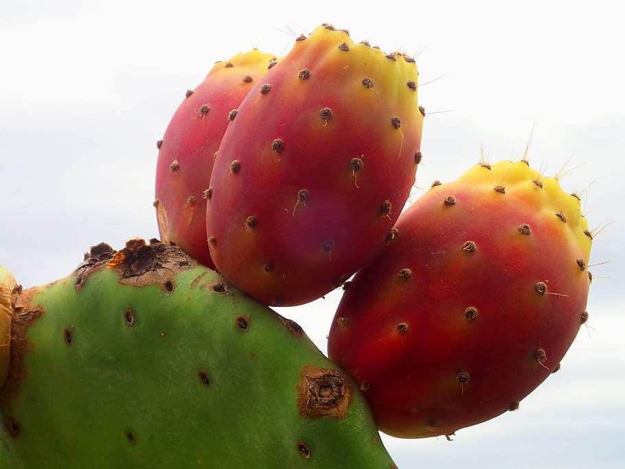 Cactus, Prickly, Trio, farbenspiel, mediteran, prickly Pear Cactus, food, red, nature, fruit