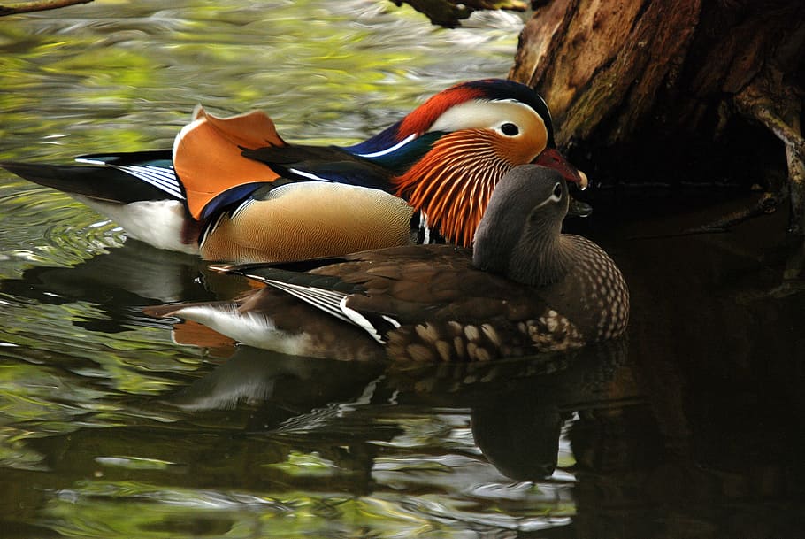 two, brown, black, ducks, swimming, body, water, Mandarin, Duck, Exotic, Bird, Colorful