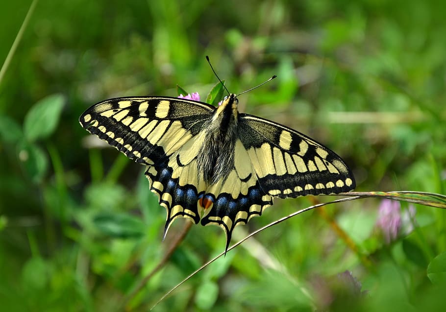 eastern, tiger swallowtail butterfly, pink, petaled flower, butterfly, dovetail, papilio machaon, nature, insect, summer