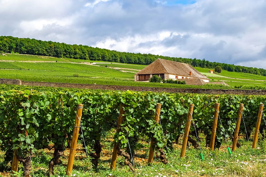 vine, landscape, house, home, summer, bourgogne, burgundy, beaune, france, agriculture