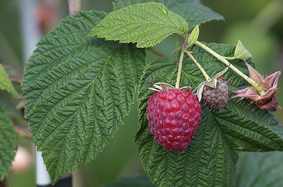 close-up, strawberry fruit, raspberries, mature, fruit, malin, bush, foliage, the peduncle, soft