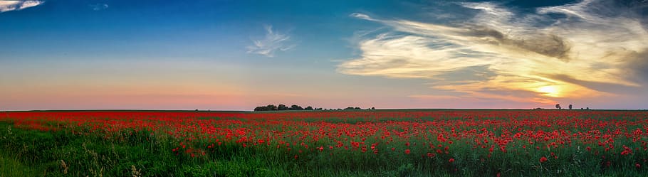 Poppies, red-petaled flowers, plant, flower, landscape, beauty in nature, flowering plant, environment, sky, agriculture