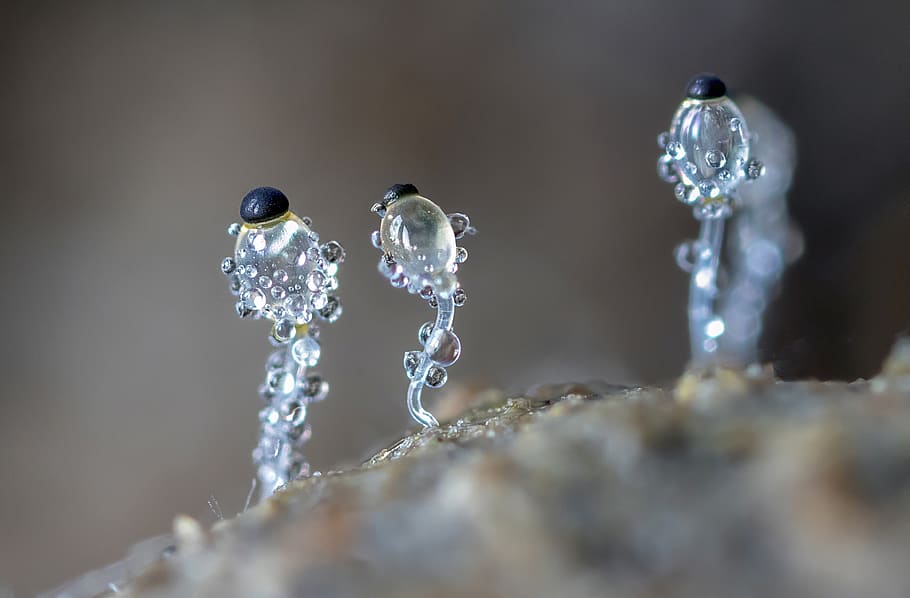 cañón de estiércol, hongos, microhongos, pequeño, macro, naturaleza, micro, miniatura, transparente, esporas