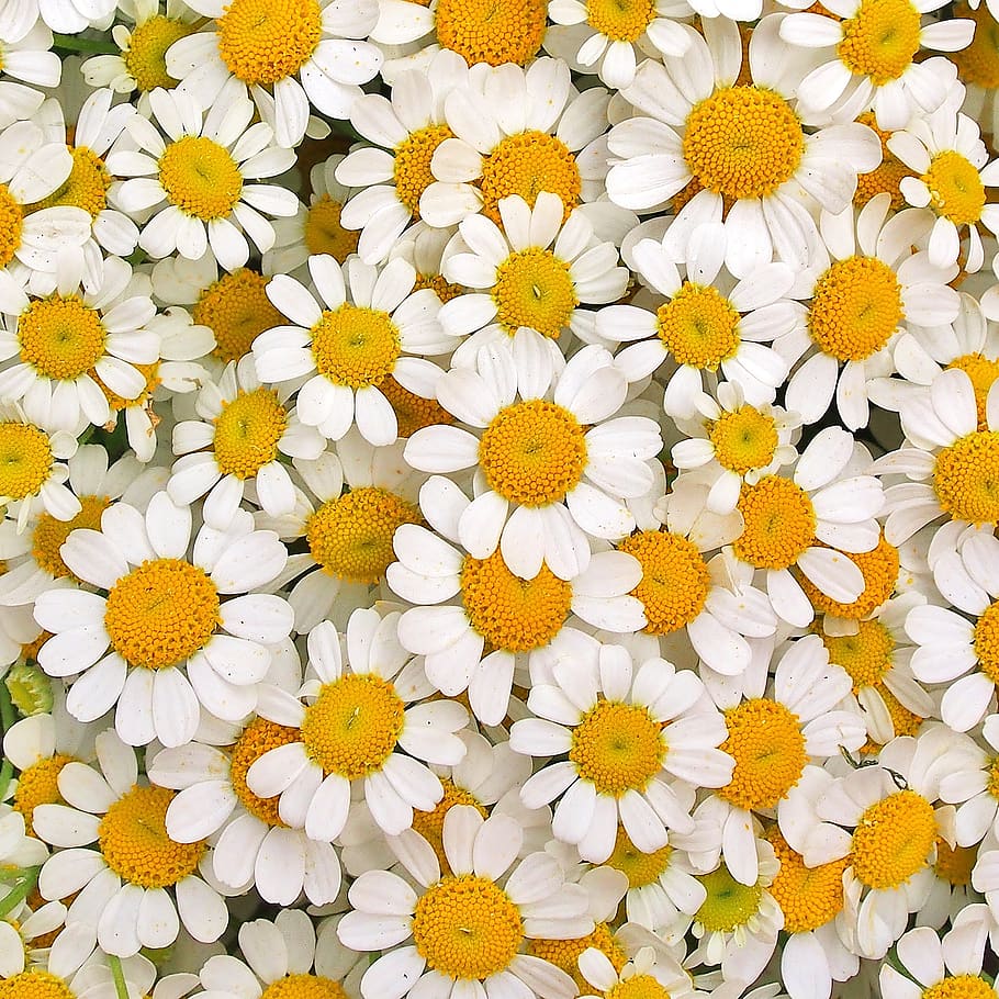 chamomile, daisies, white, yellow, flowers, flower, flowering plant, freshness, fragility, vulnerability