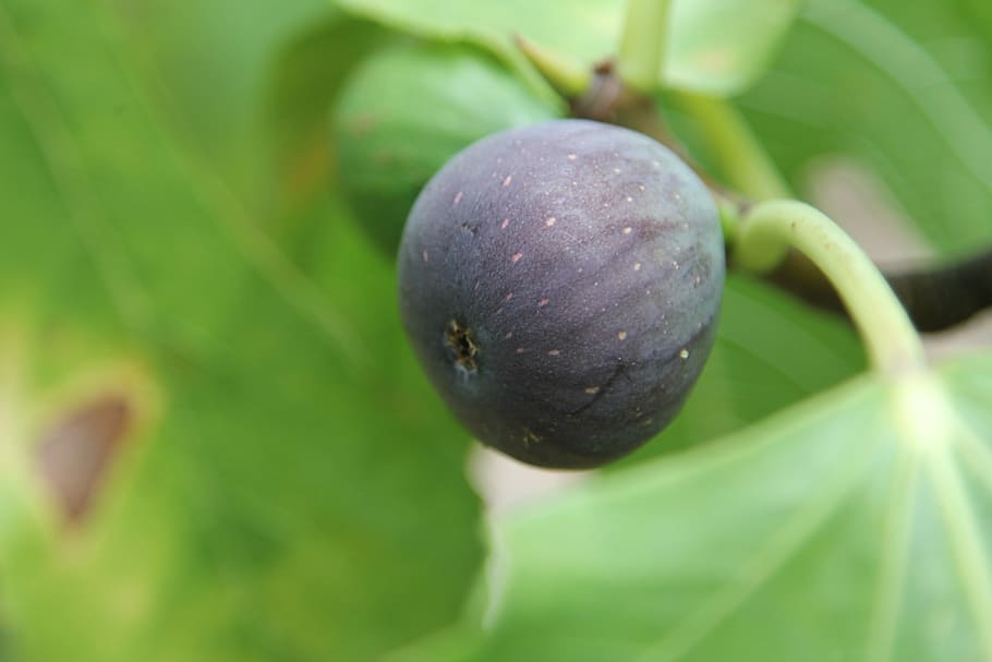 fig, fig tree, fruit, eat, tree, green, real coward, frisch, sweet, nature
