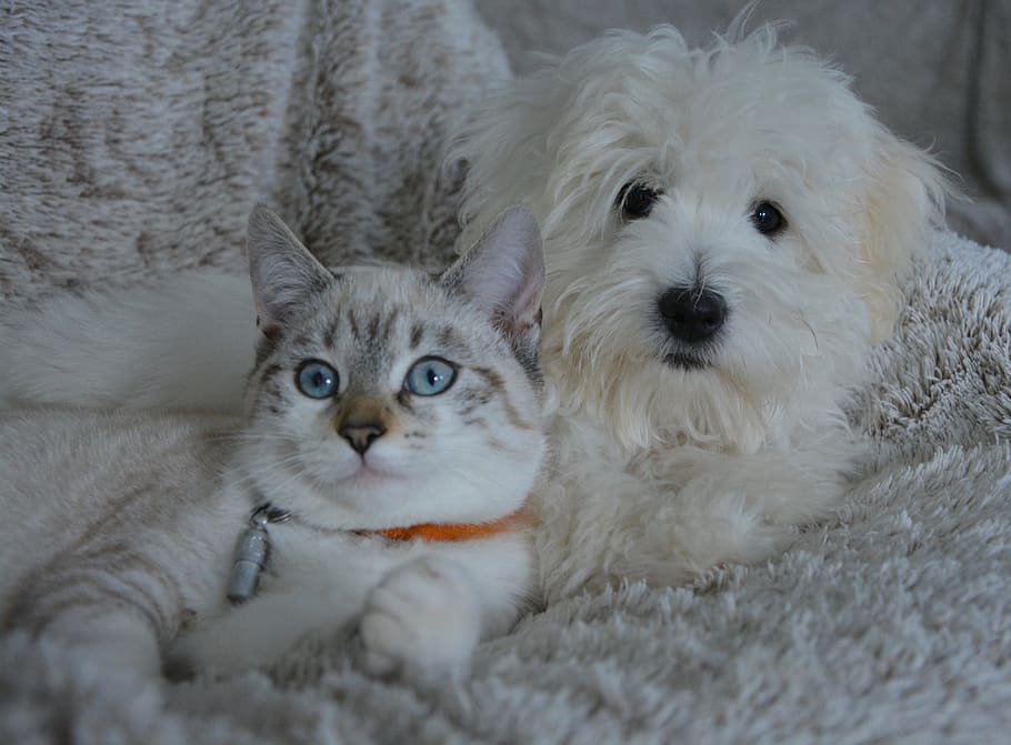 medium-coated, white, puppy, short-fur, brown, cat, lying, textile, dog, animals