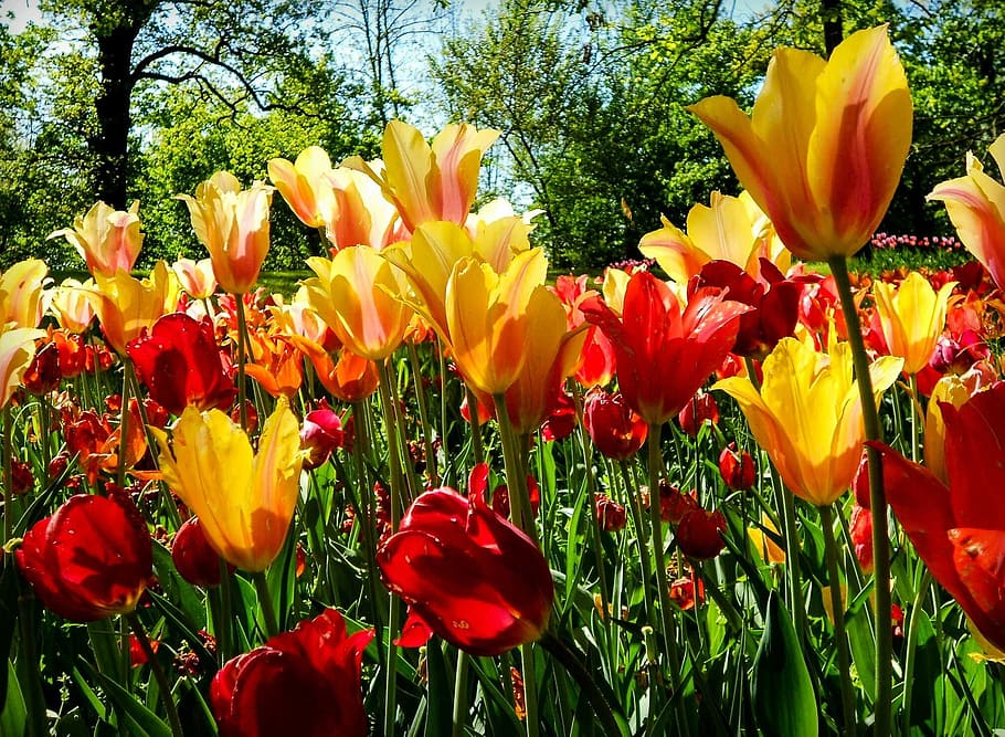 flor, flores, tulipán, tulipanes, rojo, amarillo, naturaleza, campo, campo lleno de flores, prato