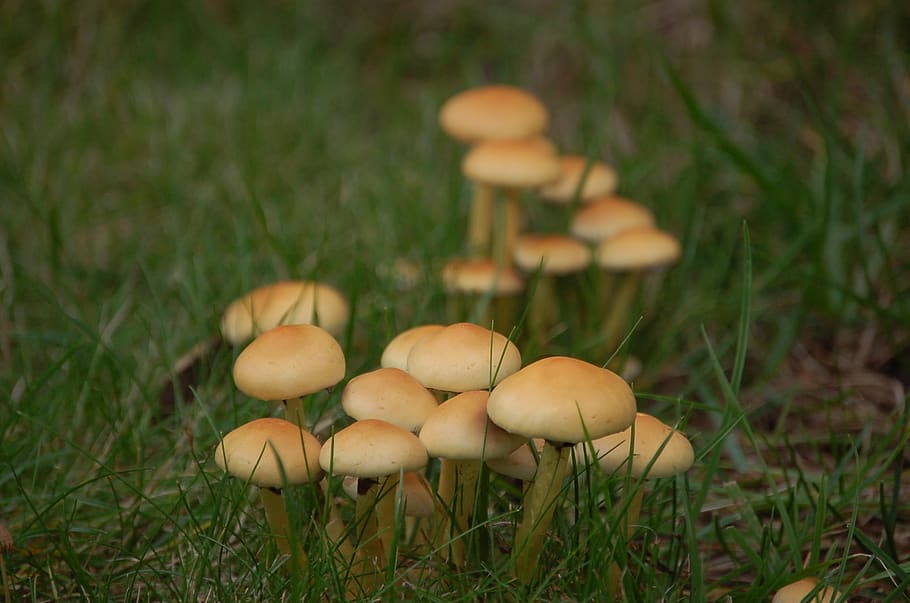 mushroom, rac, autumn, fungus, food, toadstool, plant, growth, field, land