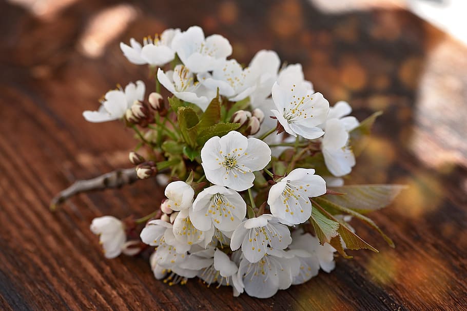 白い花びらの花 桜 桜の枝 花 白 自然 春 木 閉じる 植物 Pxfuel