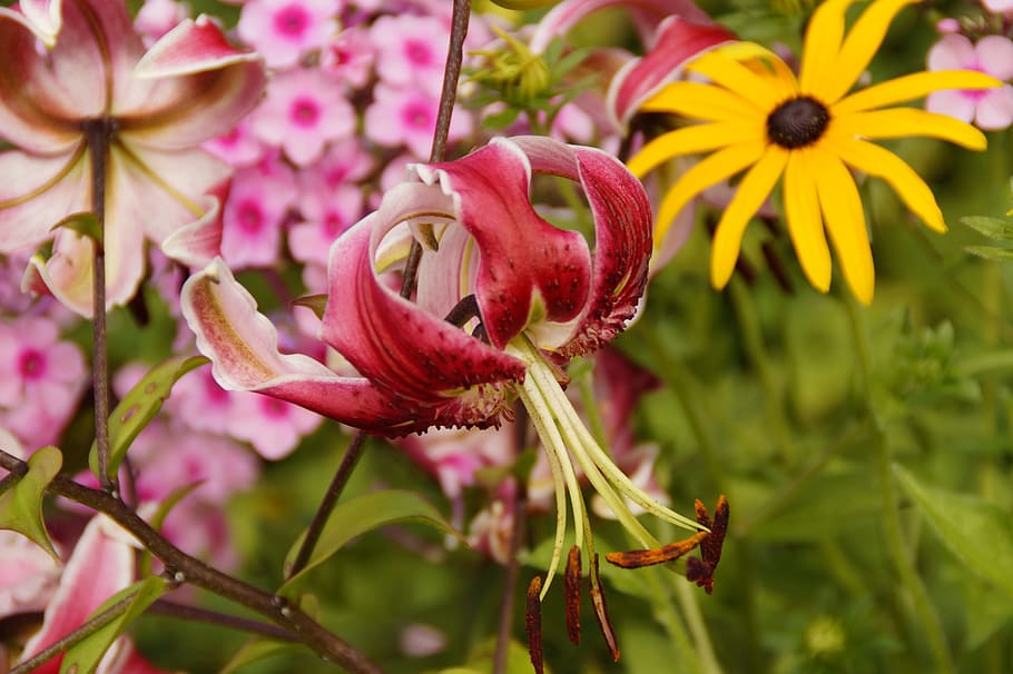 flores, lirio, agapanto, jardín, flor, floración, naturaleza, verano,  planta ornamental, botánica | Pxfuel