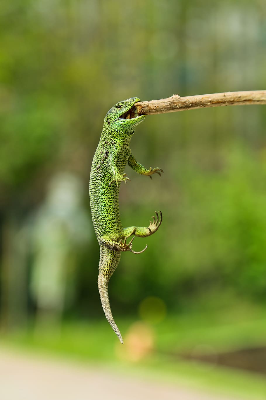 green, lizard bitting, stick, nature, animals, lizard, reptile, focus on foreground, green color, animal themes