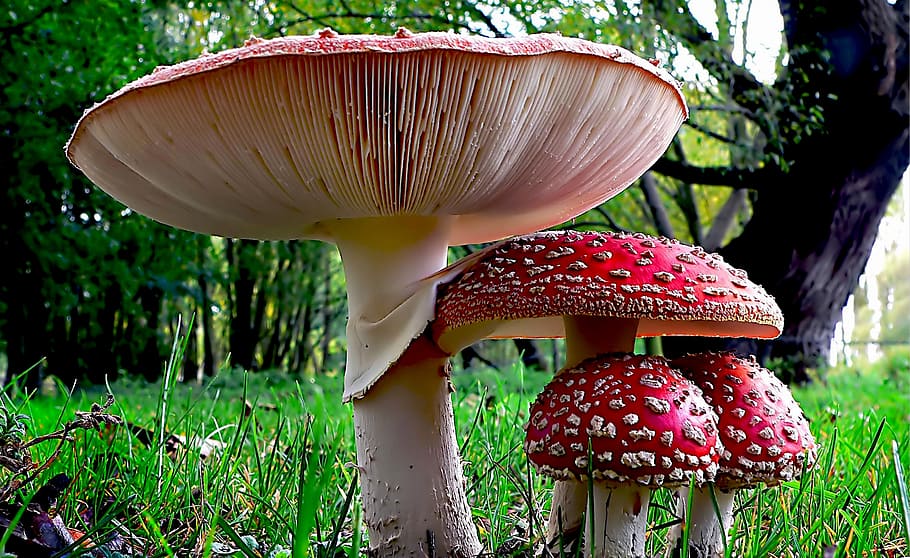 Fly Agaric, red mushrooms, mushroom, fungus, toadstool, vegetable, food, plant, fly agaric mushroom, growth
