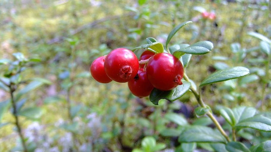 berry, cranberry, merah, matang, musim gugur, alam, berair, penyembuhan, makanan, makanan dan minuman