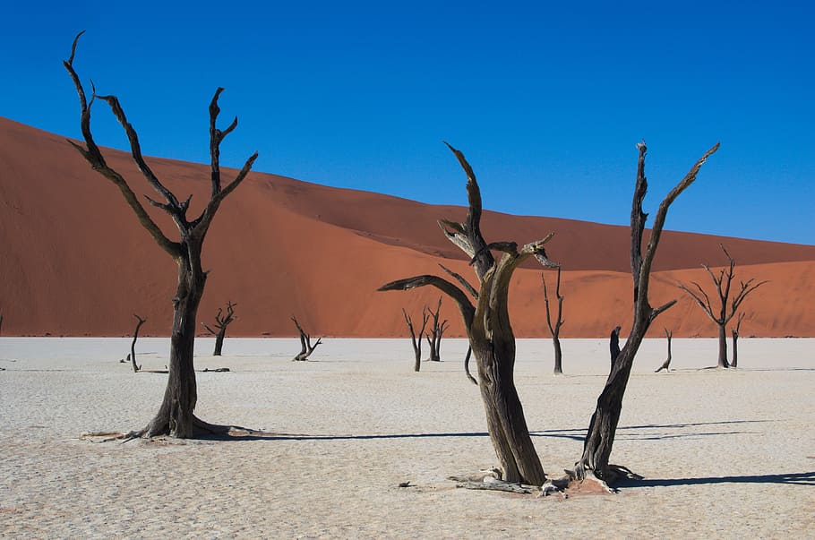 leafless trees, desert dune, deadvlei, namibia, desert, dry, tree, sossusvlei, sand Dune, namib Desert