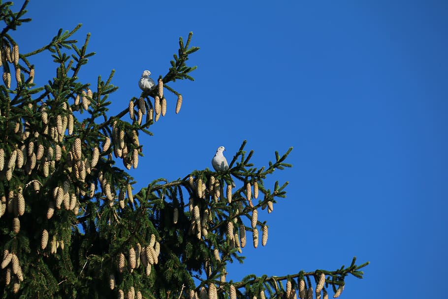 turtle doves, birds, nature, fir, branches, blue, sky, plant, clear sky, tree