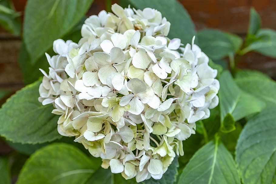 hortensia, blanco, flor, flores, florece en, plantas ornamentales,  floración, jardín de flores, jardín, agradable | Pxfuel
