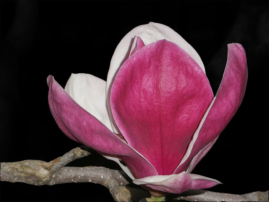 pink petaled flower, magnolia, flower, branch, pink, nature, macro, light, petal, fragility
