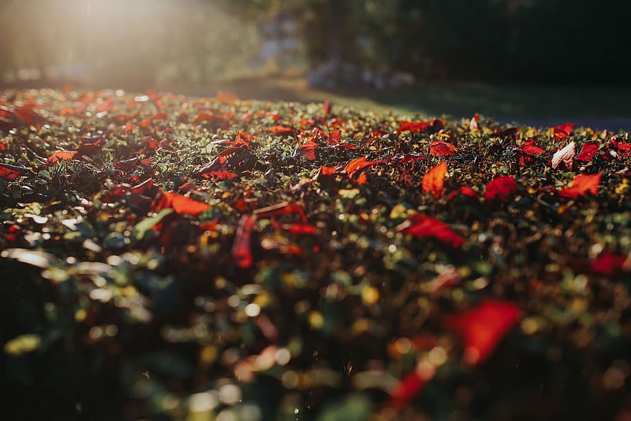 folha, folhas, outono, passeio, cães, planta, foco seletivo, beleza da natureza, natureza, vermelho