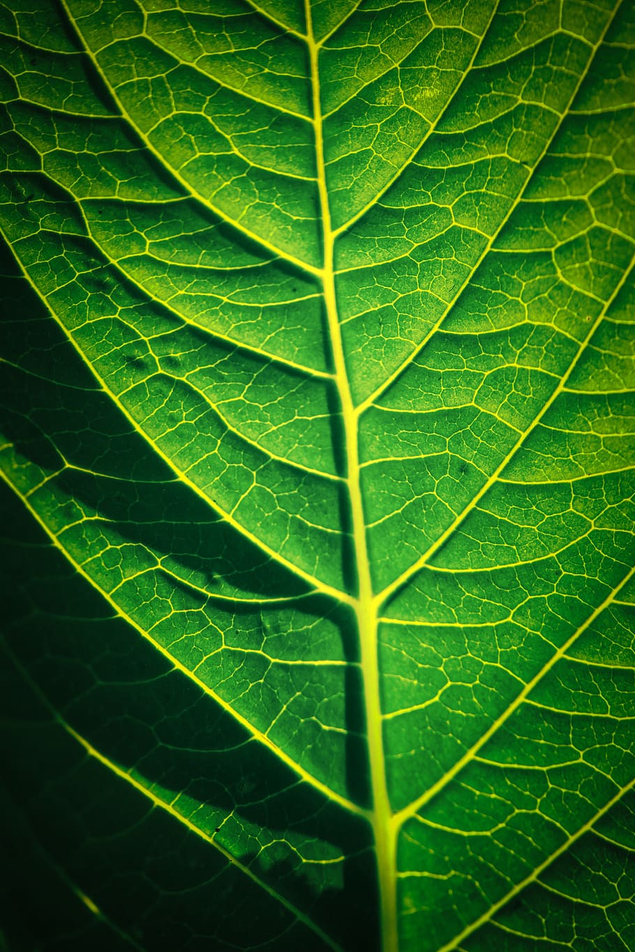 leaf, veins, close up, plant, green, structure, leaf veins, background, macro, pattern