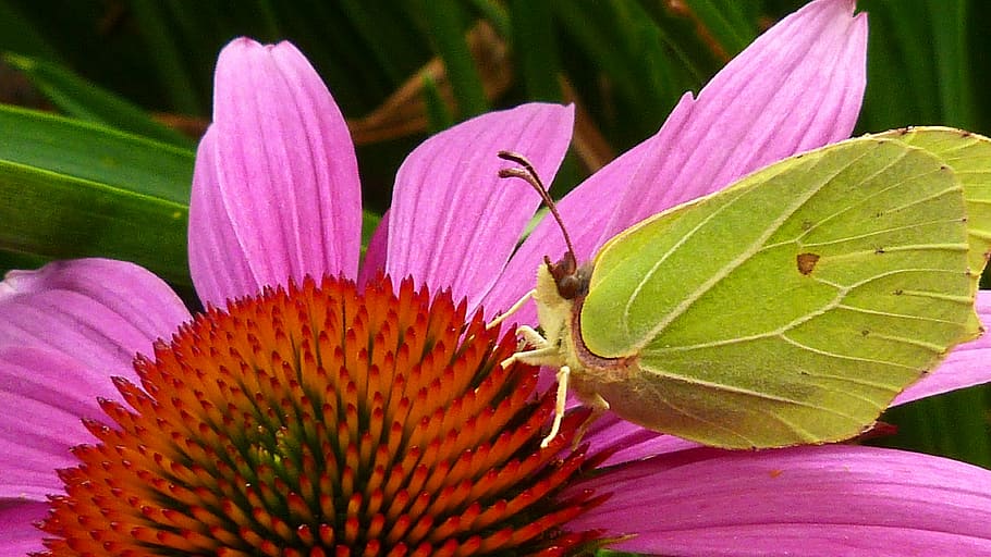 gonepteryx rhamni, mariposa, amarillo, insecto, cerrar, flor, florecer, naturaleza, mariposa - Insecto, verano