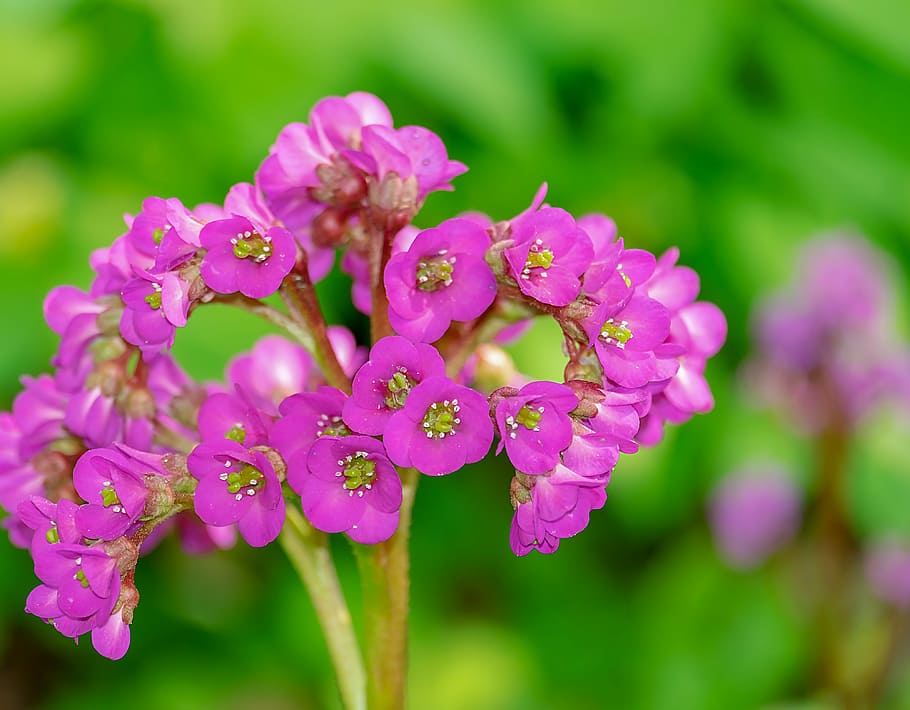 selective, focus photography, purple, cluster flowers, bergenia, settled wurz, rock crushing plant, herb, pink, color