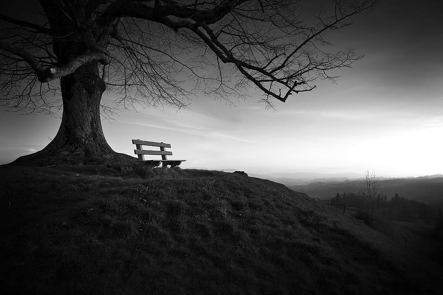 grayscale photography, wooden, bench, tree, grayscale, photography, wooden bench, solitude, landscape, nature