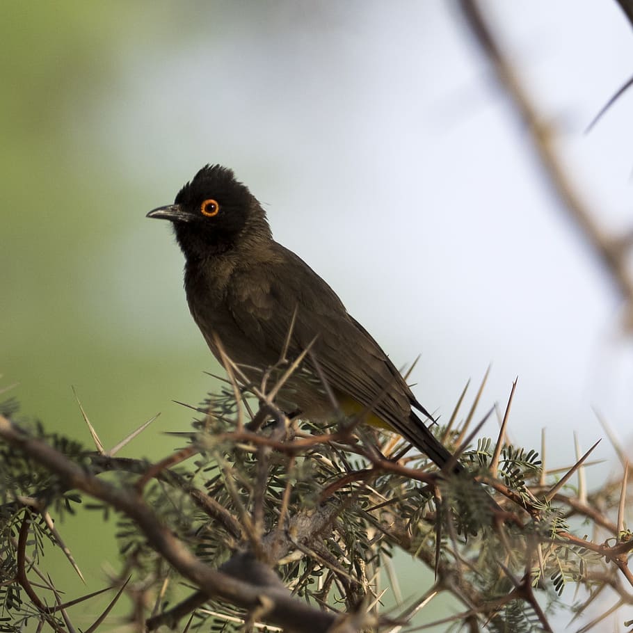 黒い鳥 熱帯の鳥 砂漠 鳥の世界 動物 動物のテーマ 1匹の動物 鳥 野生の動物 動物の野生動物 Pxfuel