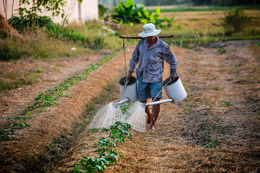 farmer, watering, plants, watering can, man, vietnam, agriculture, countryside, rural, worker