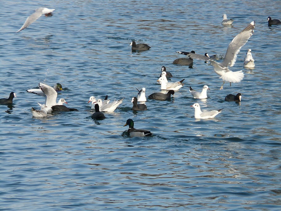 gulls, ducks, coots, water, scrum, feeding, hustle and bustle, animal wildlife, animals in the wild, bird