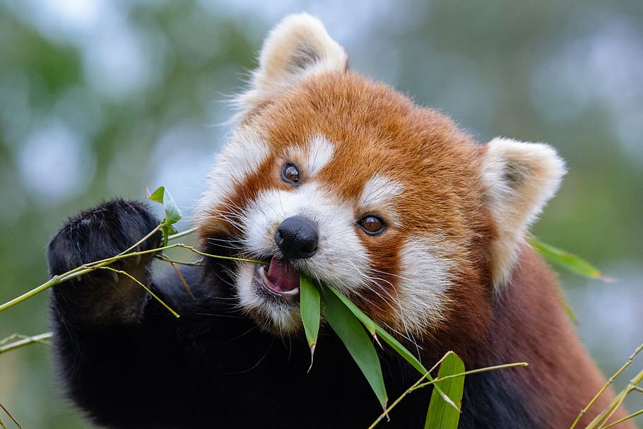 Red Panda, one animal, animal themes, animal, animal wildlife, mammal, focus on foreground, animals in the wild, close-up, vertebrate