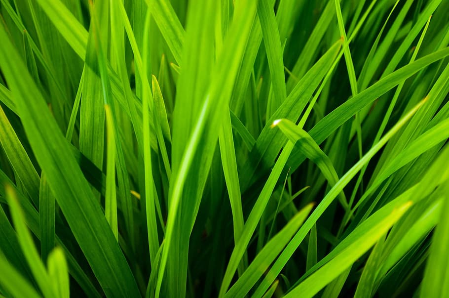 close, green, leafed, grass, Agriculture, Background, Blades, Cereals, close-up, contrast