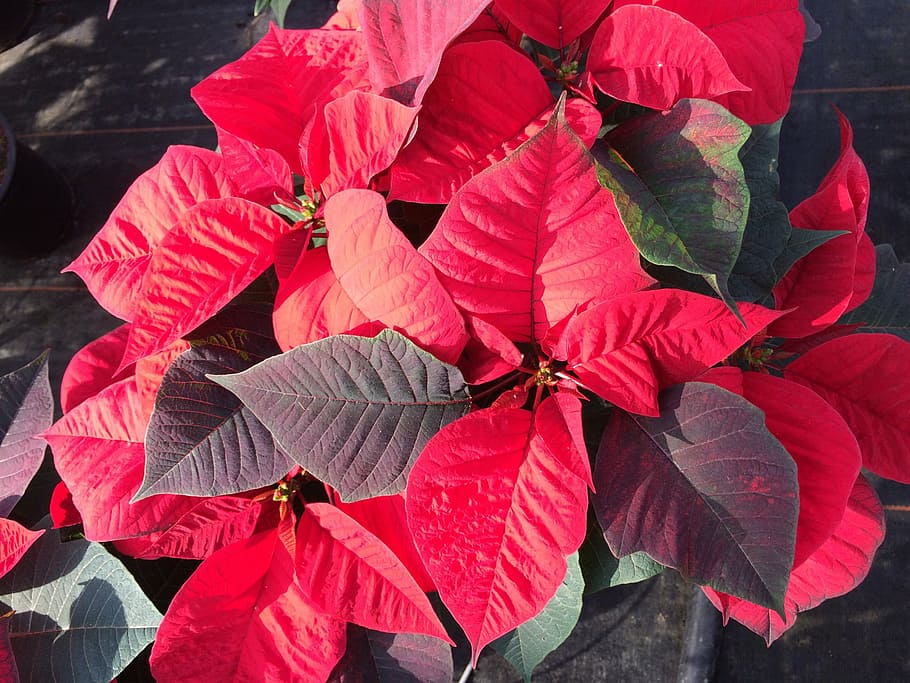 red leafed plant, poinsettia, red flower, flower, winter, blossom, bloom, red, close, christmas