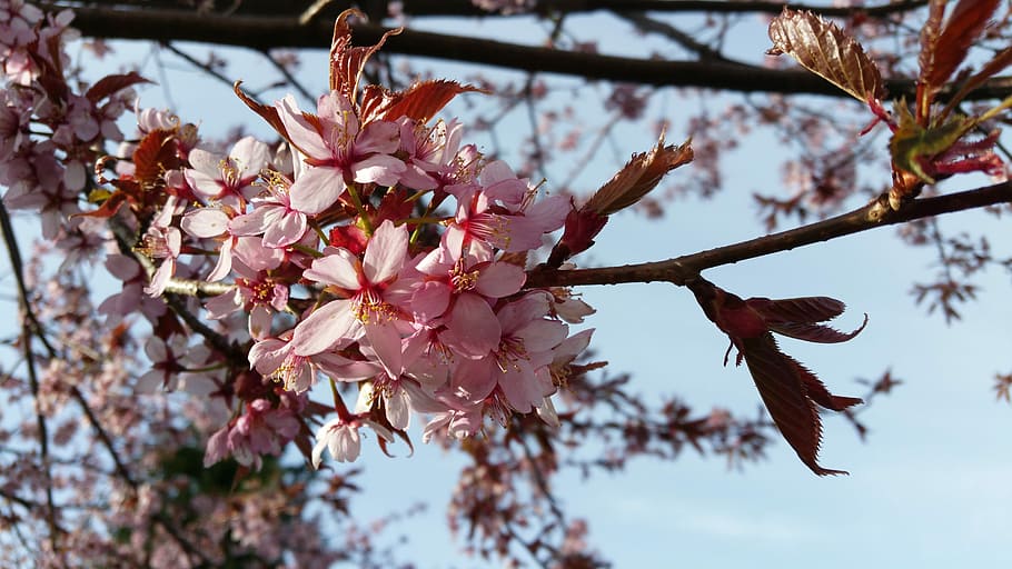 日本の桜 桜 花 枝 私たち 春の兆し 5月 木 無人 脆弱 Pxfuel